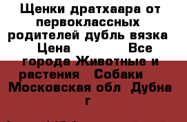 Щенки дратхаара от первоклассных  родителей(дубль вязка) › Цена ­ 22 000 - Все города Животные и растения » Собаки   . Московская обл.,Дубна г.